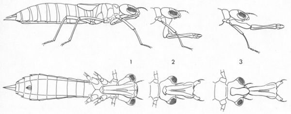 9 Ausschleudern Fangmaske Grosslibelle. Zeichnung HW aus einer Publikation 96 dpi.jpg