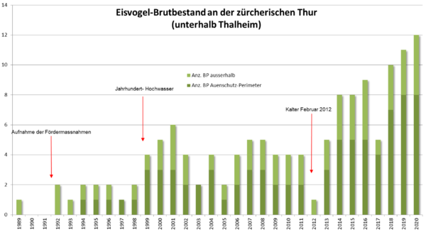 2020 Griesser Grafik Eisvogel Thur.png