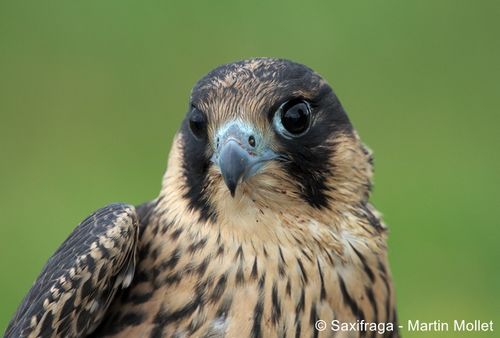 Falco peregrinus 52Slechtvalk juvenileSaxifraga-Martin Mollet zg 96 dpi.jpg