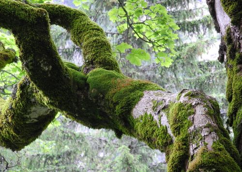 Mousse des forêts vivantes (surfaçage plante verte d'intérieur