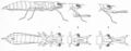 9 Ausschleudern Fangmaske Grosslibelle. Zeichnung HW aus einer Publikation 96 dpi.jpg