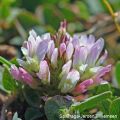 Trifolium fragiferum 11, Aardbeiklaver, Saxifraga-Jeroen Willemsen 96 dpi.jpg