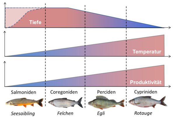 Abbildung 4 Vereinfachte Darstellung der alpinen Seetypen mit den dominierenden taxonomischen.png