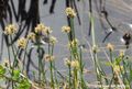 Carex chordorrhiza 1 96 dpi.jpg